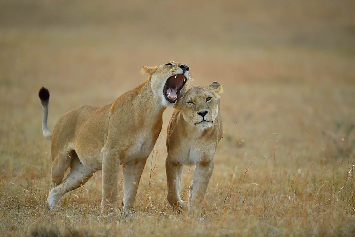 _5RG6051_20180726_065116_2582Masai Mara 2018_3431Masai Mara 2018.jpg