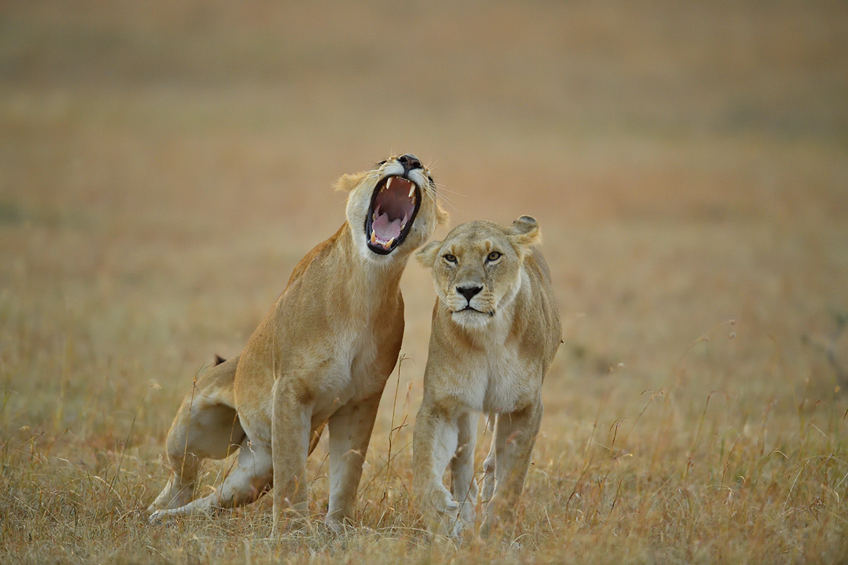 _5RG6053_20180726_065116_2584Masai Mara 2018_3433Masai Mara 2018.jpg