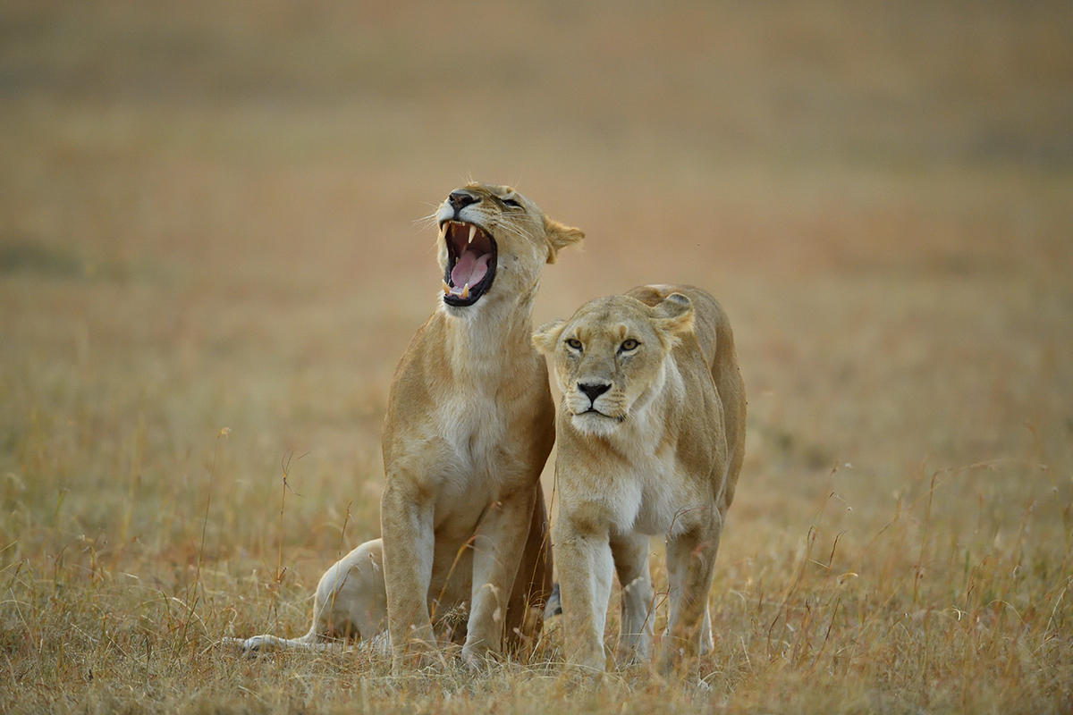 _5RG6055_20180726_065117_2586Masai Mara 2018_3435Masai Mara 2018.jpg