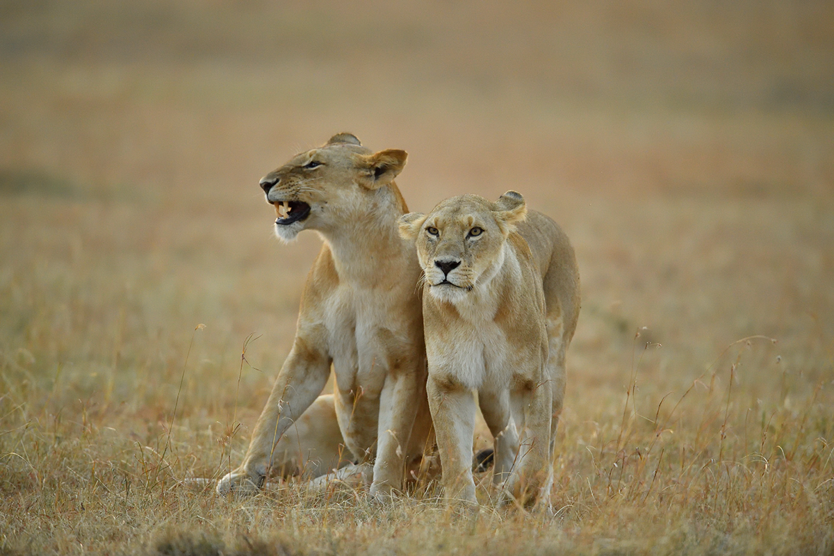 _5RG6057_20180726_065117_2588Masai Mara 2018_3437Masai Mara 2018.jpg