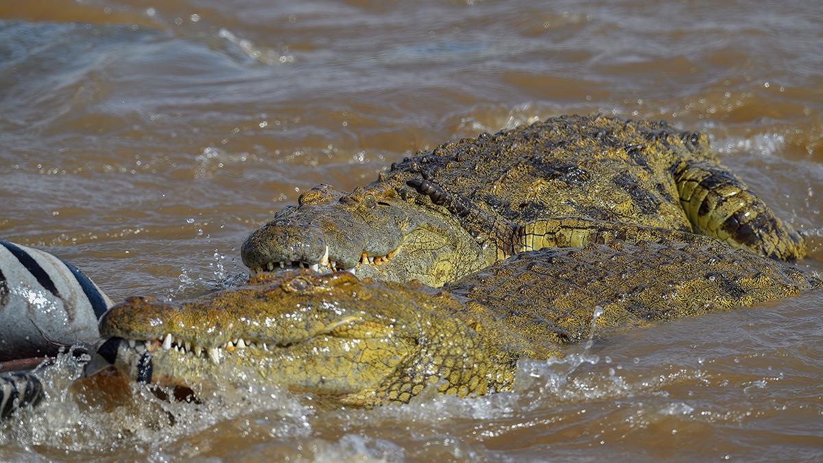 _5RG6060_20180721_152007_643Masai Mara 2018-1200.jpg