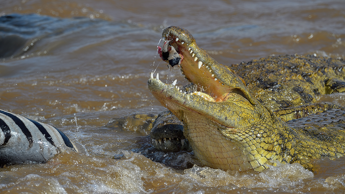 _5RG6069_20180721_152008_644Masai Mara 2018-1200.jpg