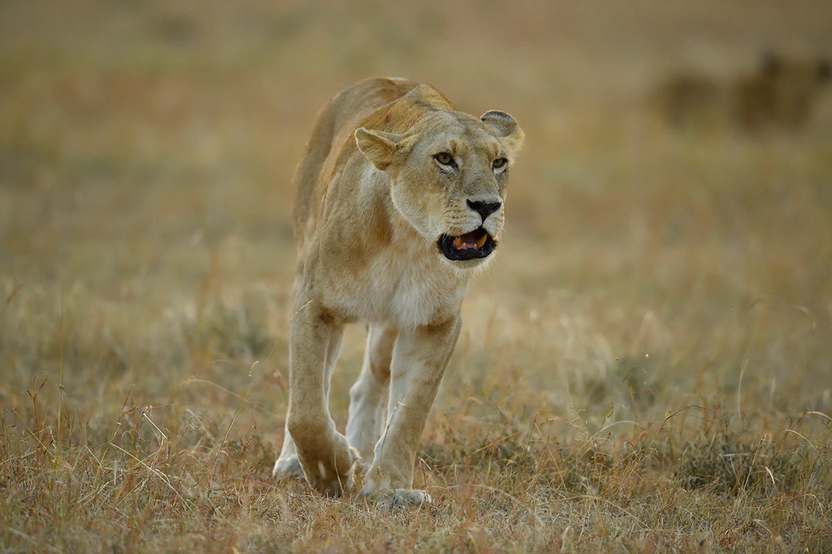 _5RG6082_20180726_065142_2589Masai Mara 2018_3438Masai Mara 2018.jpg