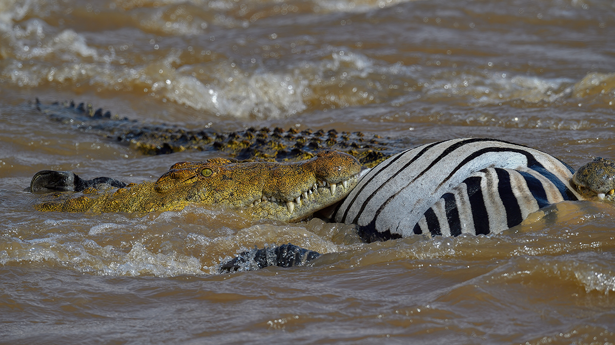 _5RG6106_20180721_152154_646Masai Mara 2018-1200.jpg