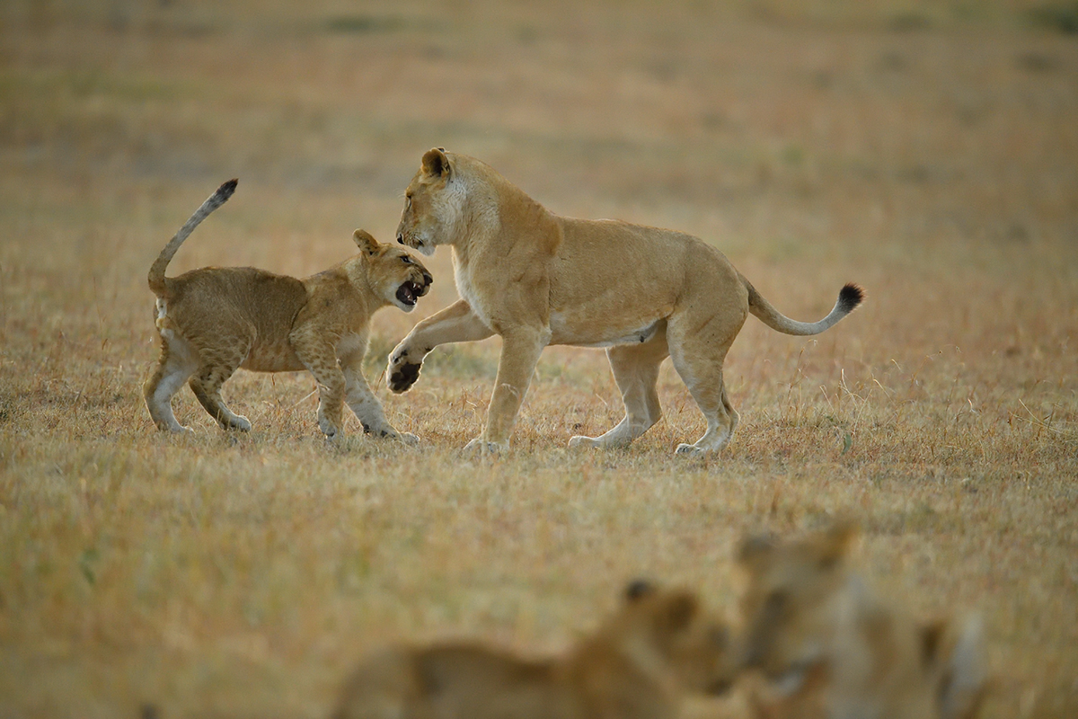 _5RG6146_20180726_065206_2590Masai Mara 2018_3439Masai Mara 2018.jpg