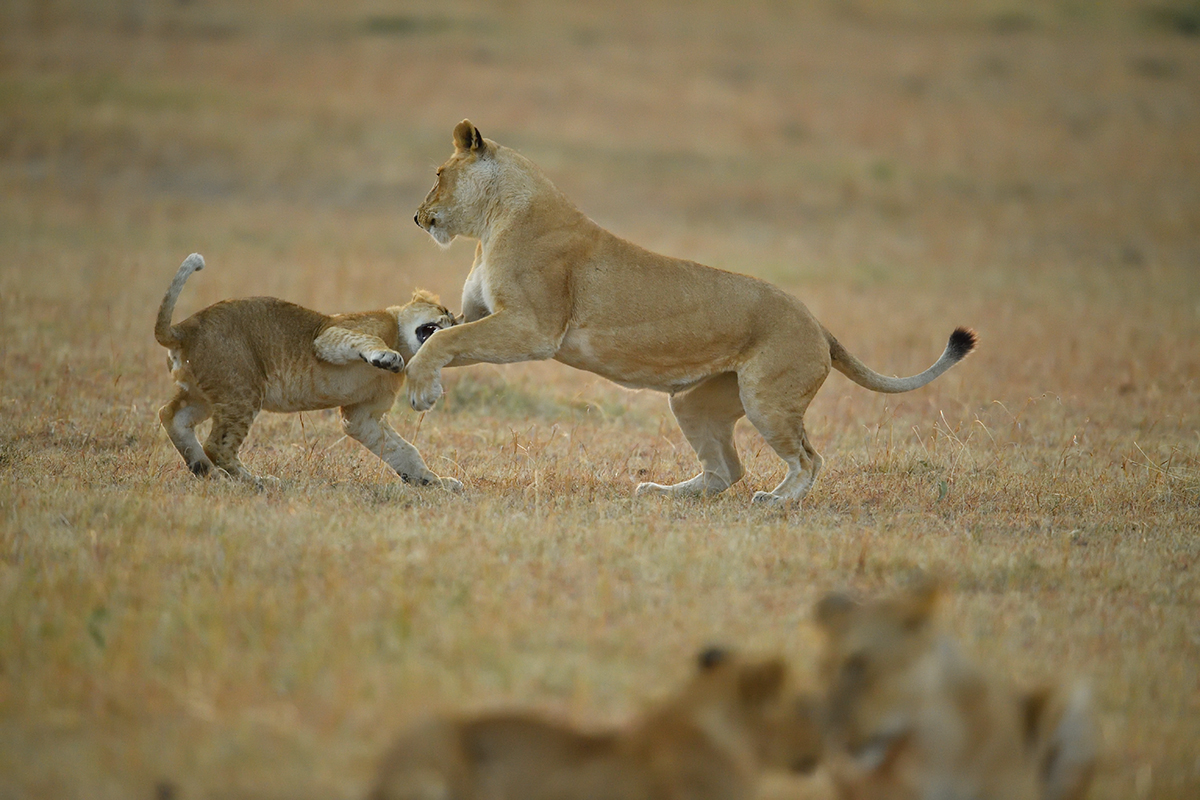 _5RG6147_20180726_065207_2591Masai Mara 2018_3440Masai Mara 2018.jpg