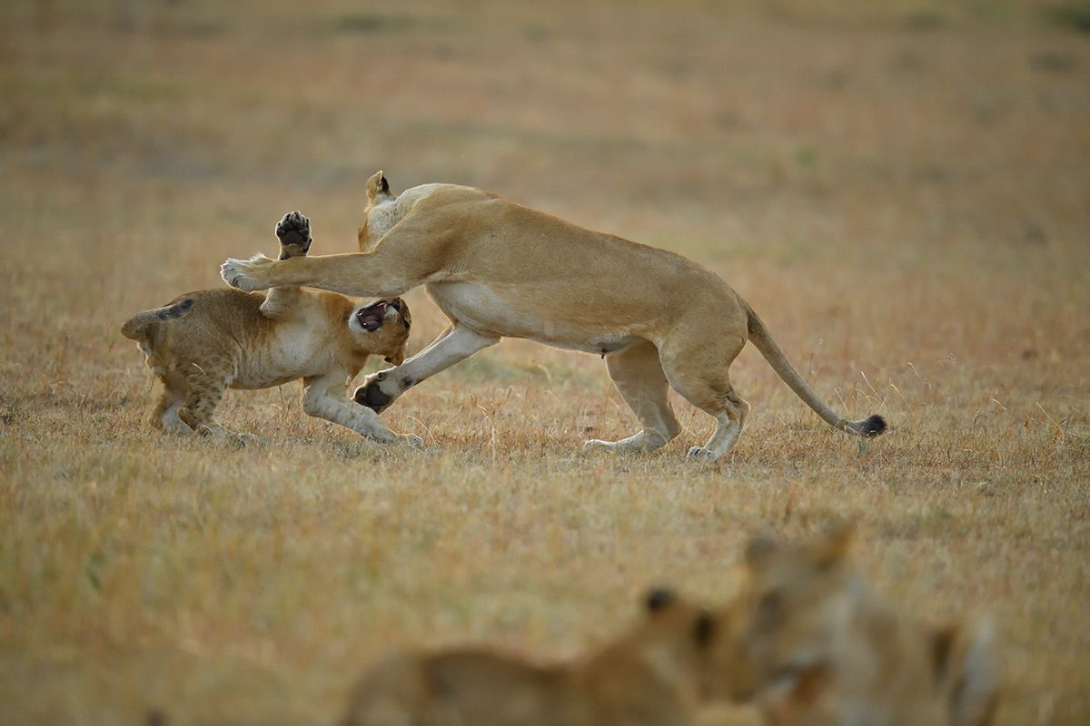 _5RG6148_20180726_065207_2592Masai Mara 2018_3441Masai Mara 2018.jpg