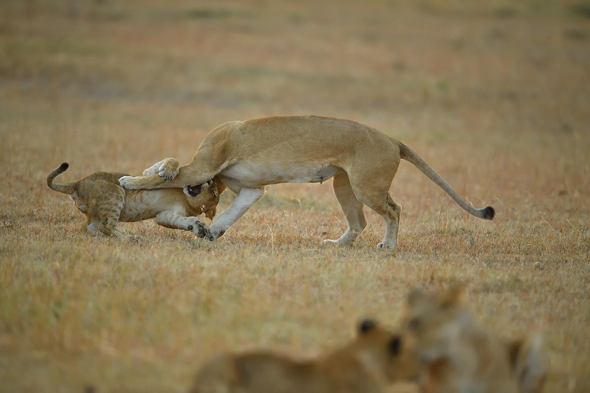 _5RG6149_20180726_065207_2593Masai Mara 2018_3442Masai Mara 2018.jpg