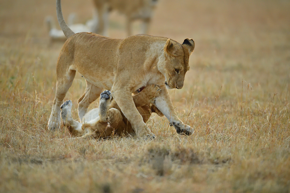 _5RG6160_20180726_065222_2594Masai Mara 2018_3443Masai Mara 2018.jpg