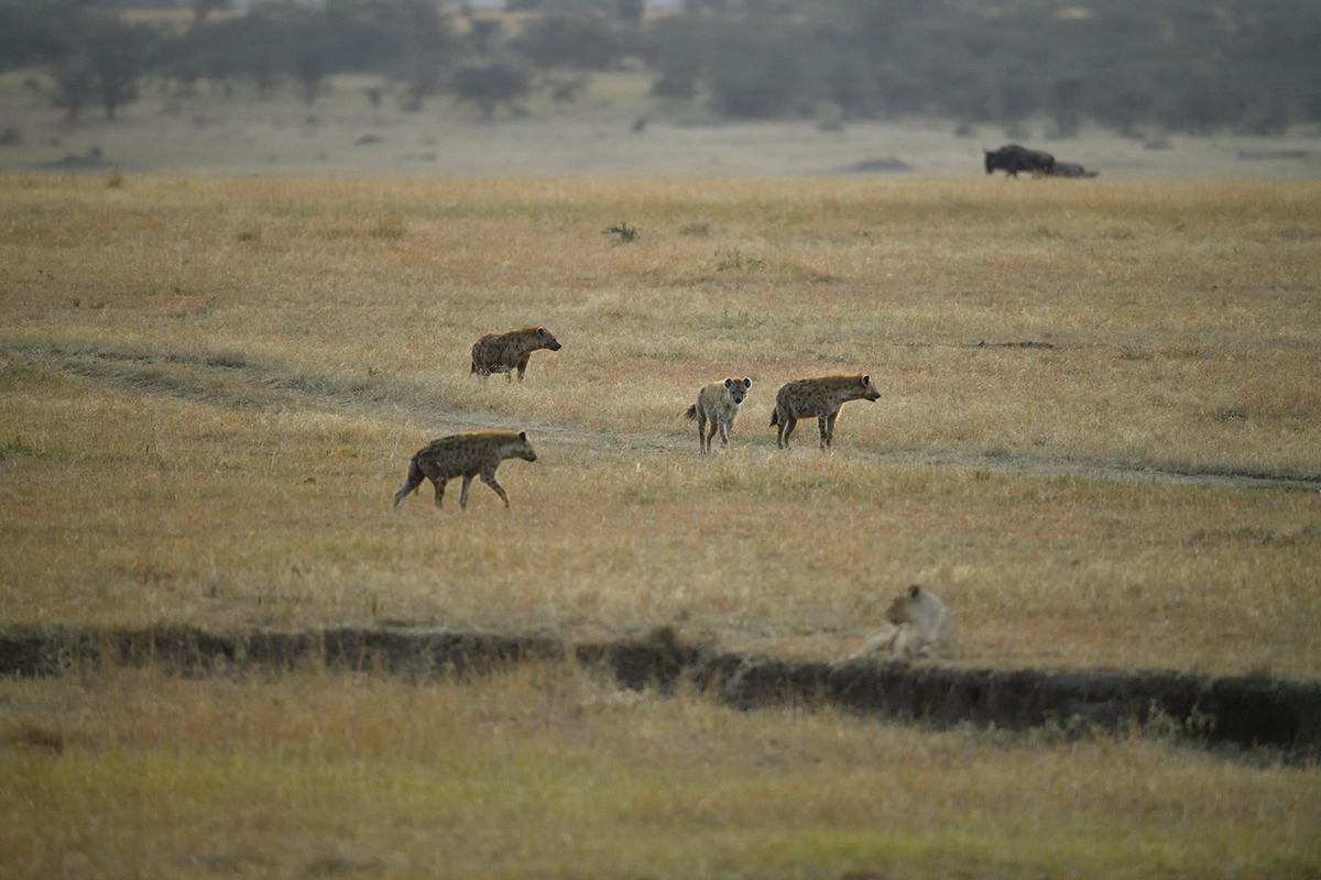 _5RG6169_20180726_065242_2595Masai Mara 2018_3444Masai Mara 2018.jpg