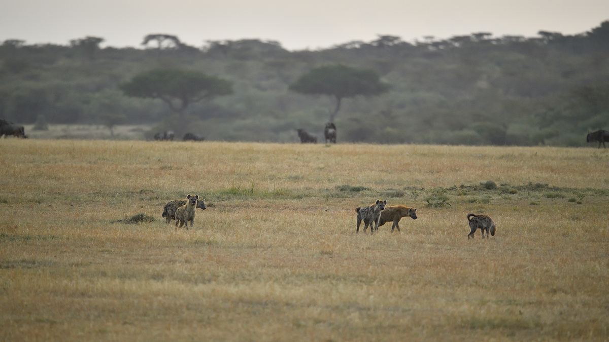 _5RG6174_20180726_065249_2596Masai Mara 2018_3445Masai Mara 2018.jpg