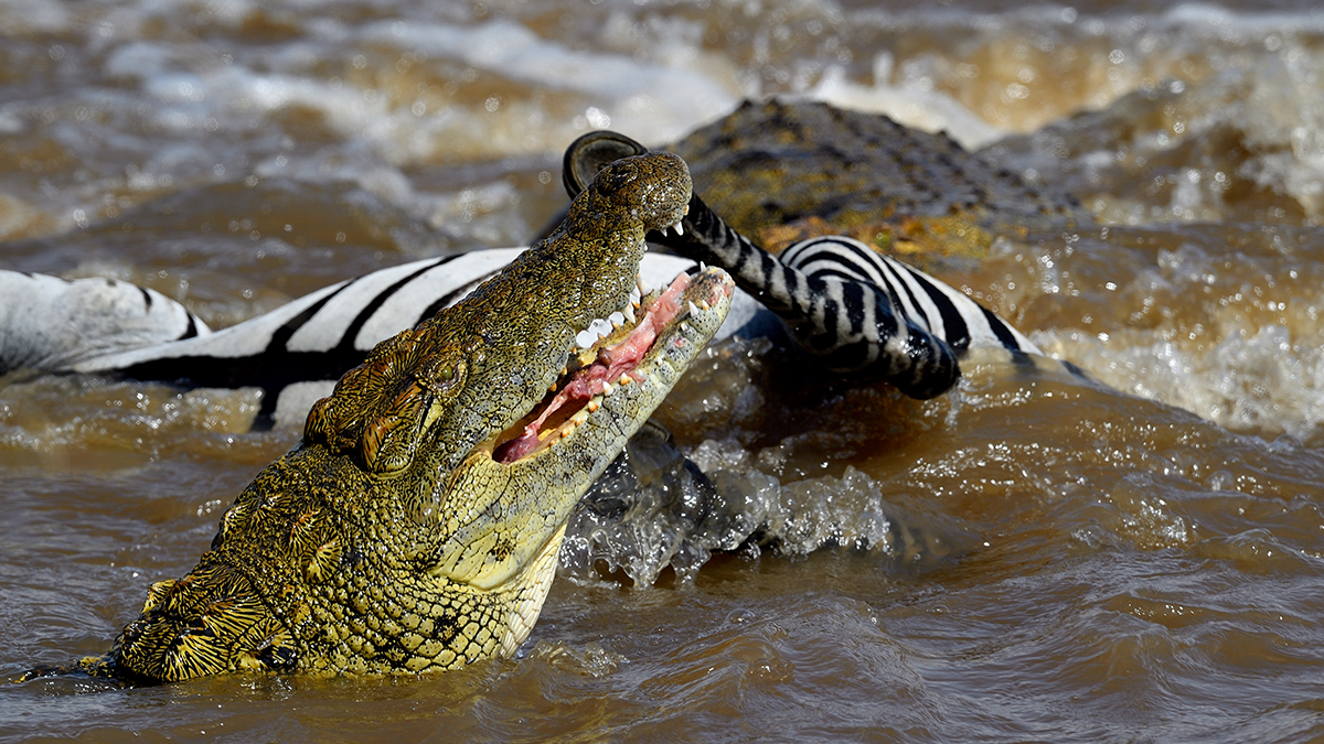 _5RG6180_20180721_153011_648Masai Mara 2018-1200.jpg