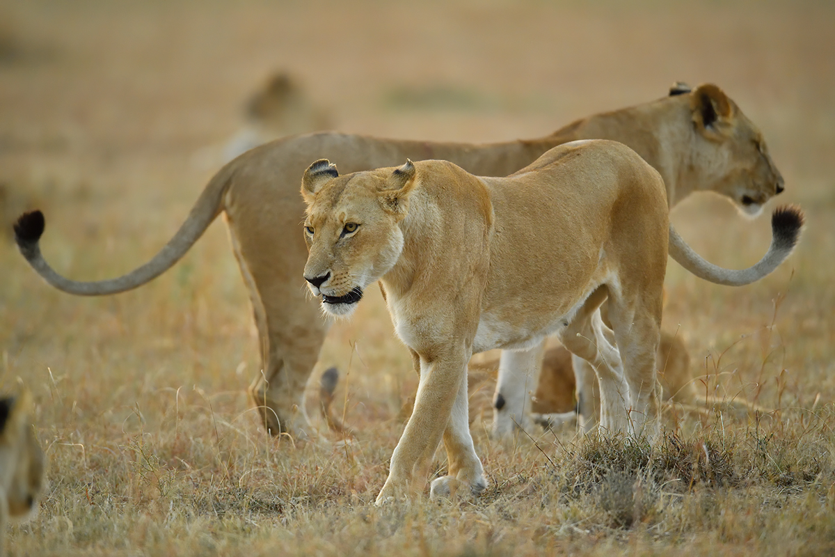 _5RG6185_20180726_065304_2597Masai Mara 2018_3446Masai Mara 2018.jpg