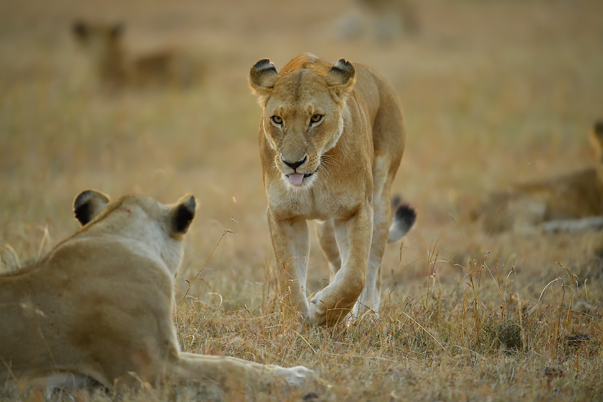_5RG6199_20180726_065309_2599Masai Mara 2018_3448Masai Mara 2018.jpg