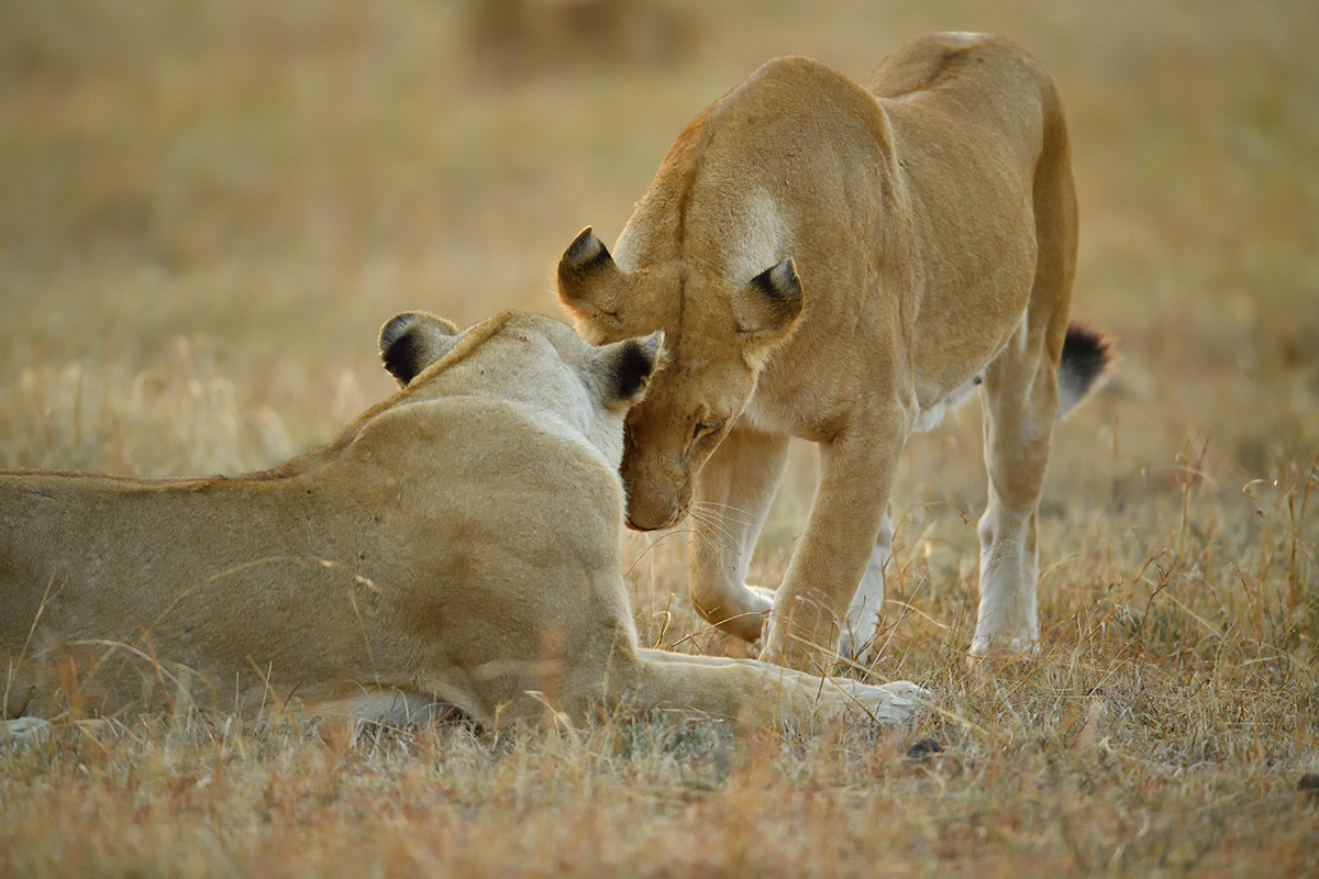 _5RG6208_20180726_065311_2600Masai Mara 2018_3449Masai Mara 2018.jpg
