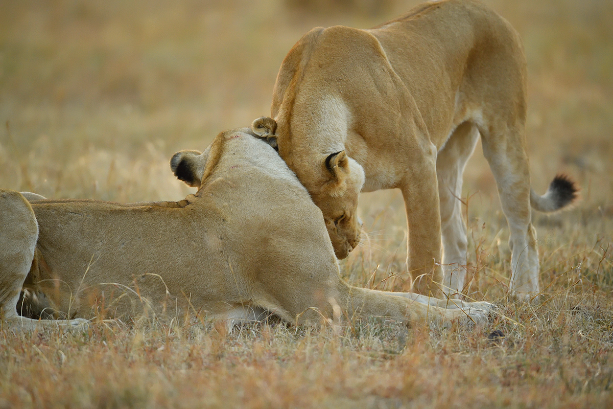 _5RG6215_20180726_065312_2601Masai Mara 2018_3450Masai Mara 2018.jpg