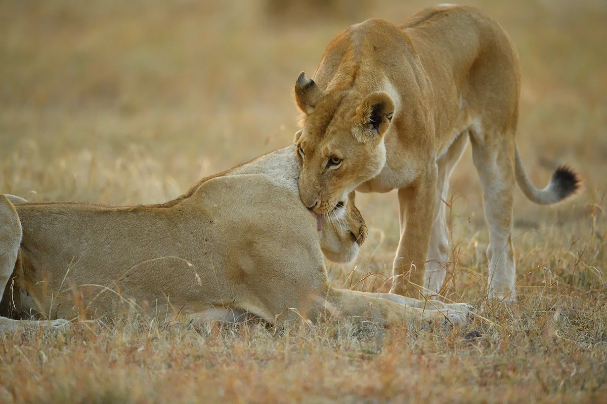 _5RG6224_20180726_065313_2602Masai Mara 2018_3451Masai Mara 2018.jpg