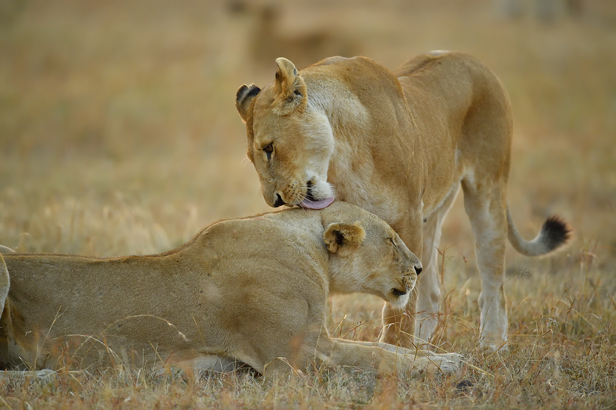 _5RG6228_20180726_065314_2603Masai Mara 2018_3452Masai Mara 2018.jpg