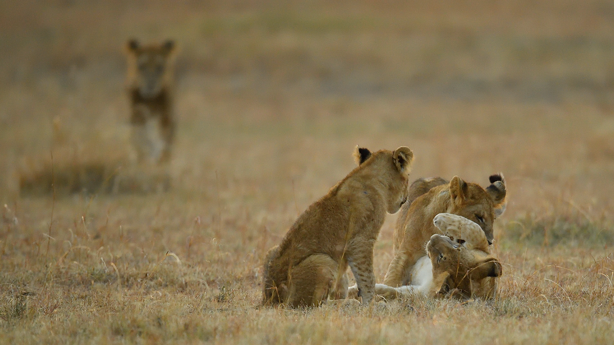 _5RG6234_20180726_065334_2604Masai Mara 2018_3453Masai Mara 2018.jpg