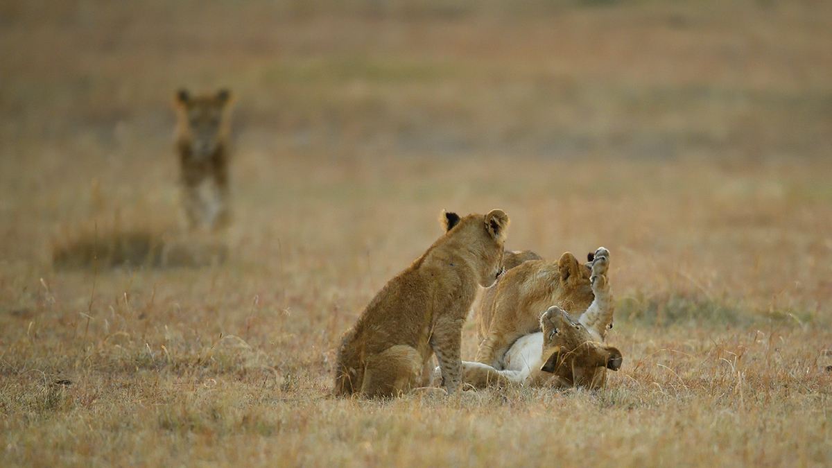 _5RG6235_20180726_065334_2605Masai Mara 2018_3454Masai Mara 2018.jpg