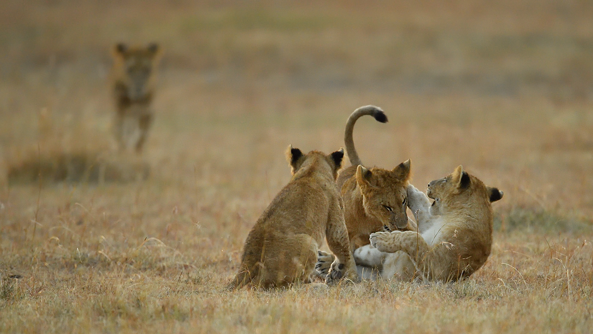 _5RG6236_20180726_065335_2606Masai Mara 2018_3455Masai Mara 2018.jpg