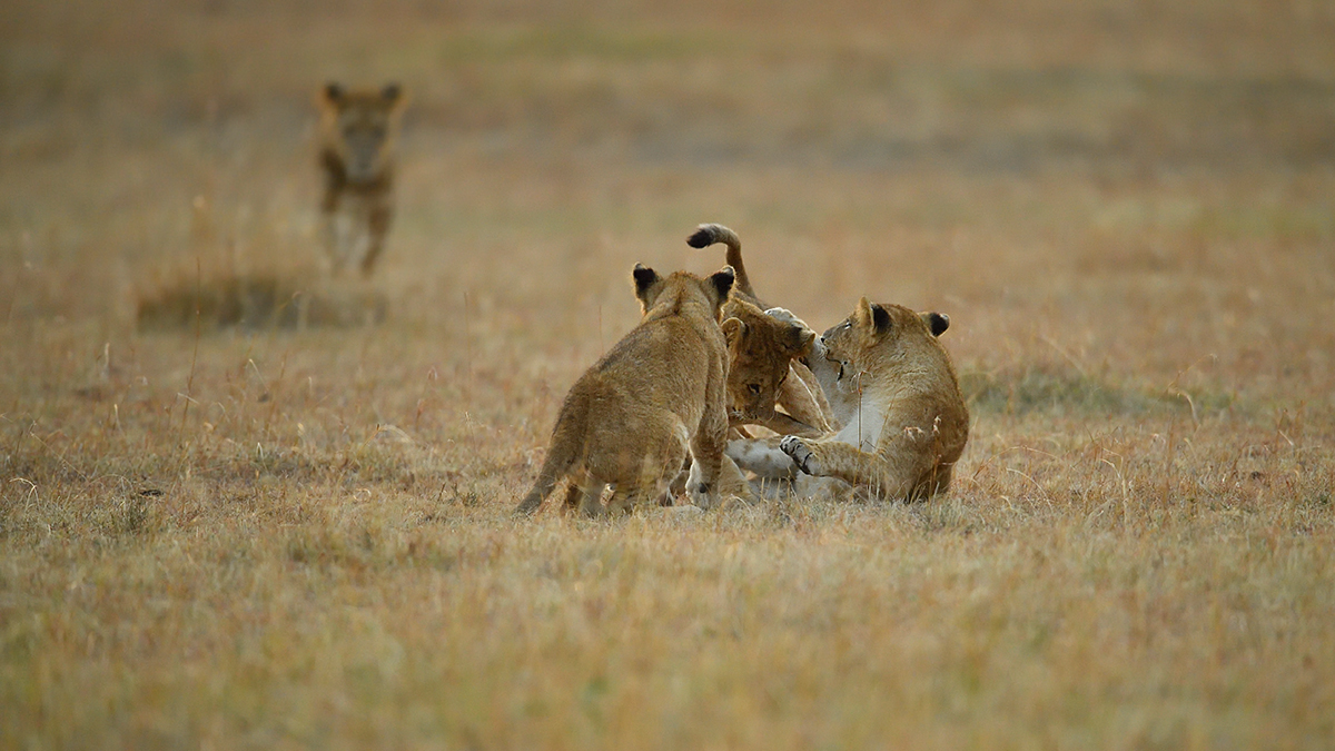 _5RG6237_20180726_065336_2607Masai Mara 2018_3456Masai Mara 2018.jpg