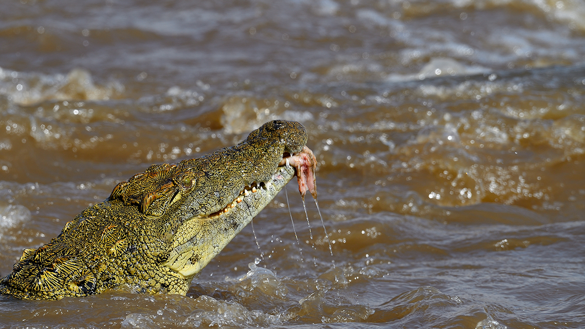 _5RG6238_20180721_153217_649Masai Mara 2018-1200.jpg