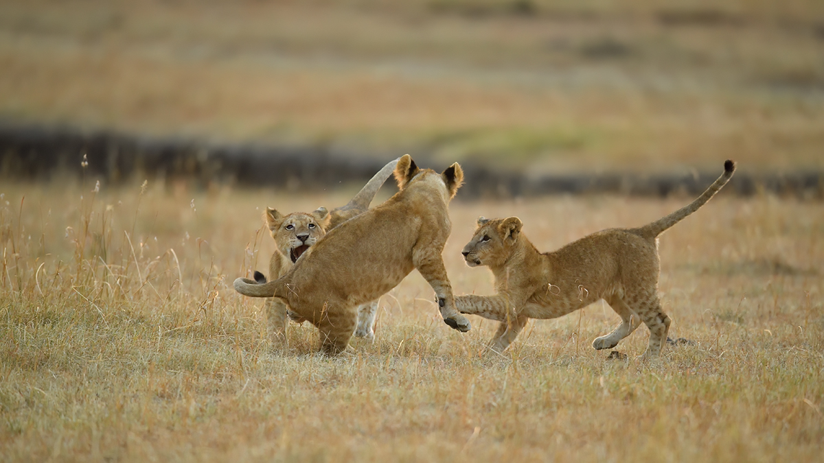 _5RG6247_20180726_065338_2617Masai Mara 2018_3466Masai Mara 2018.jpg