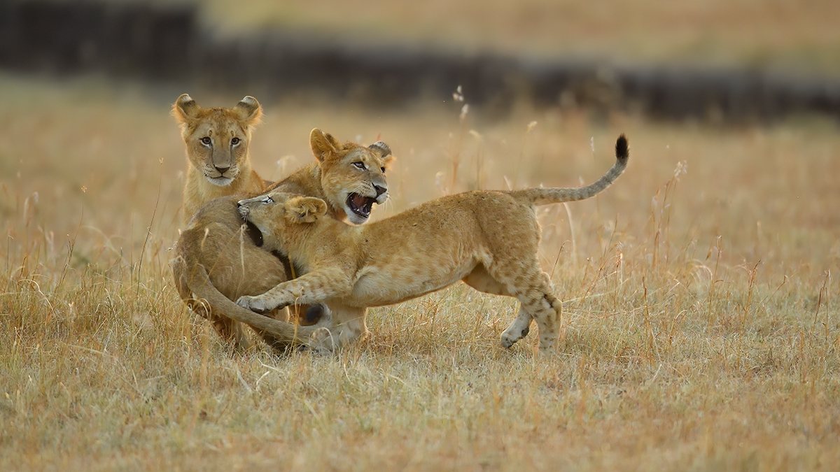 _5RG6256_20180726_065340_2626Masai Mara 2018.jpg