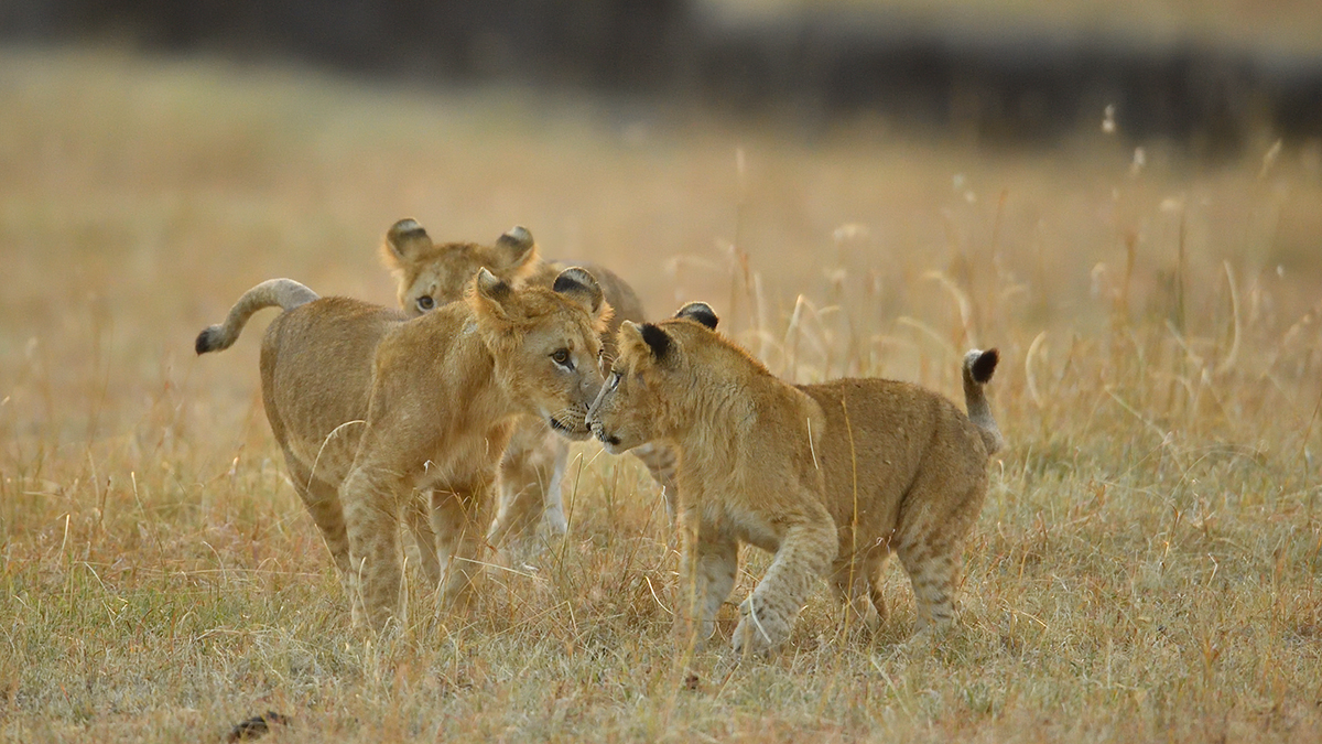_5RG6266_20180726_065341_2636Masai Mara 2018_3485Masai Mara 2018-2.jpg