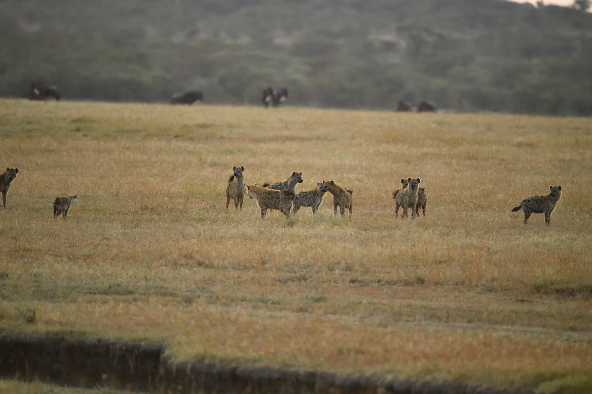 _5RG6295_20180726_065411_2644Masai Mara 2018_3493Masai Mara 2018.jpg