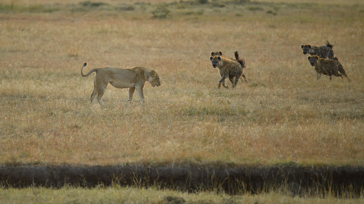 _5RG6296_20180726_065430_2645Masai Mara 2018_3494Masai Mara 2018.jpg