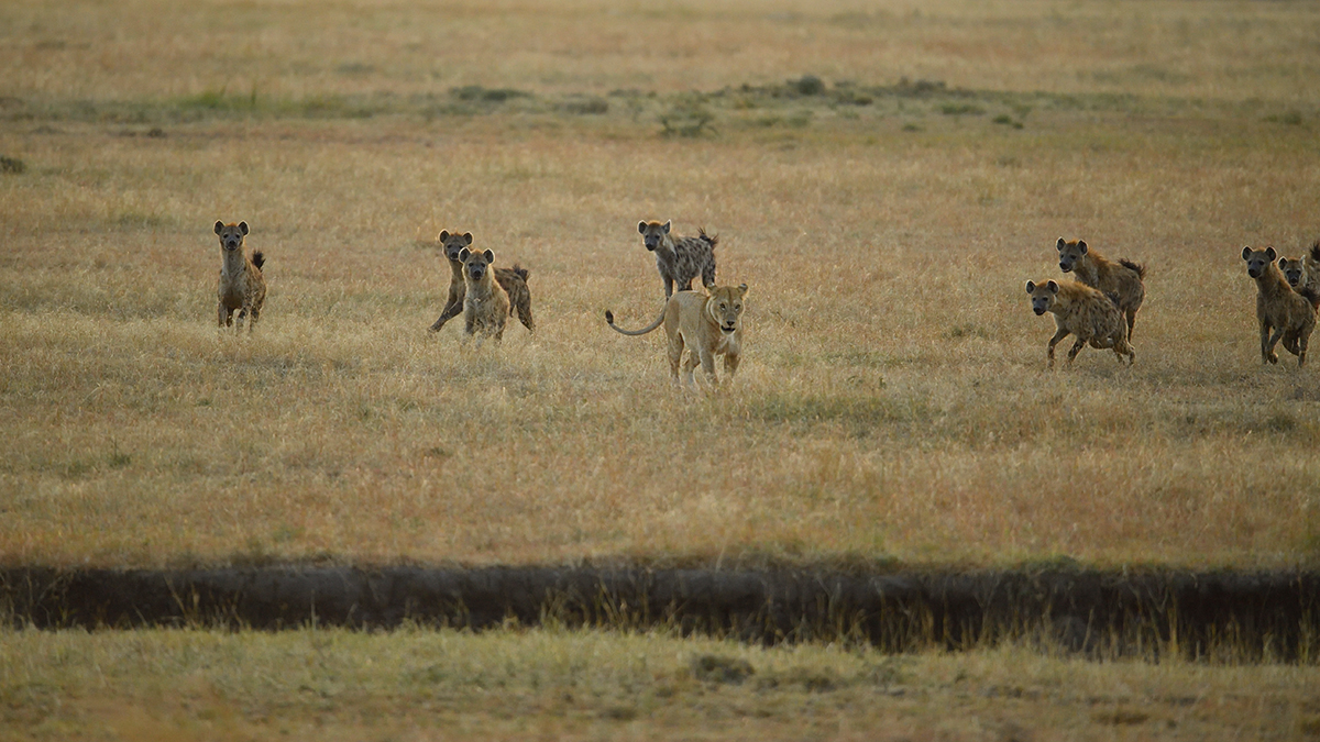 _5RG6298_20180726_065432_2647Masai Mara 2018_3496Masai Mara 2018.jpg