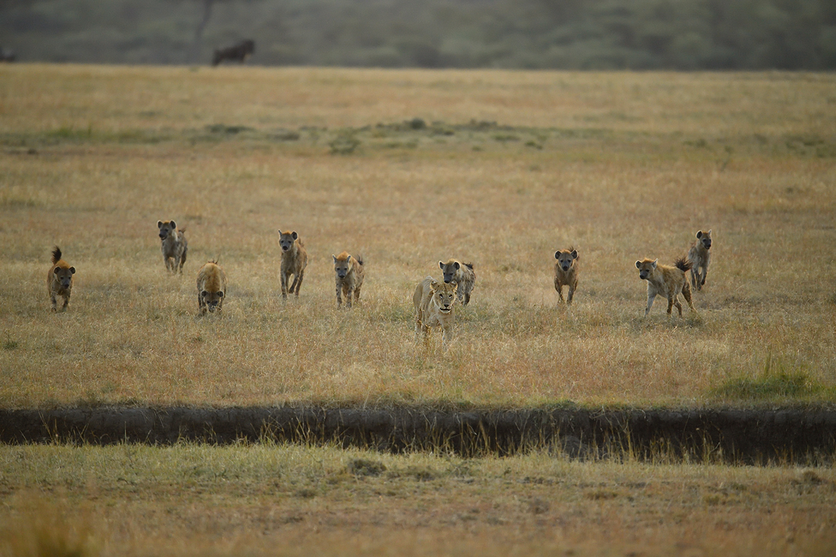 _5RG6306_20180726_065435_2655Masai Mara 2018_3504Masai Mara 2018.jpg