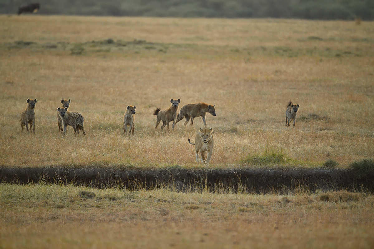 _5RG6319_20180726_065438_2668Masai Mara 2018_3517Masai Mara 2018.jpg