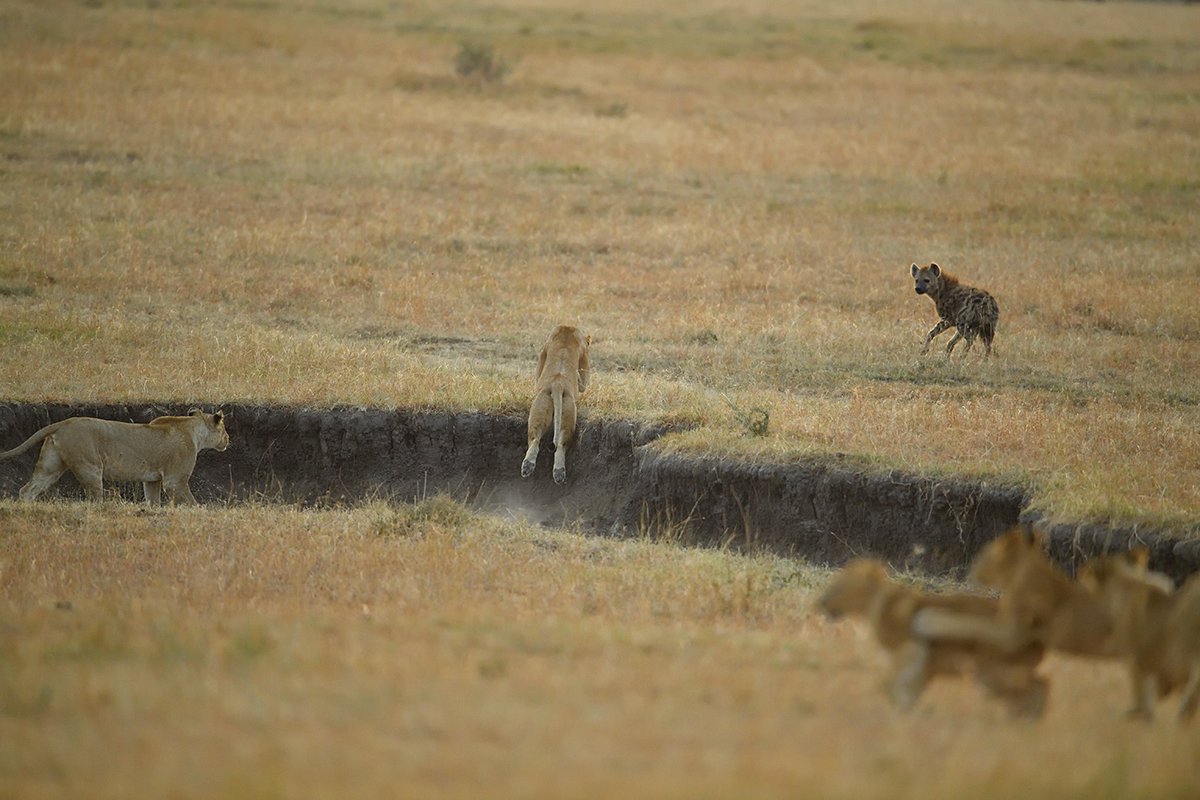 _5RG6322_20180726_065450_2671Masai Mara 2018_3520Masai Mara 2018.jpg