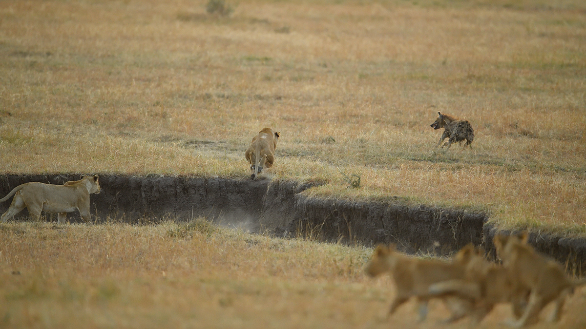 _5RG6323_20180726_065450_2672Masai Mara 2018_3521Masai Mara 2018.jpg