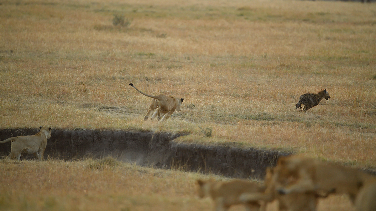 _5RG6325_20180726_065450_2674Masai Mara 2018_3523Masai Mara 2018.jpg