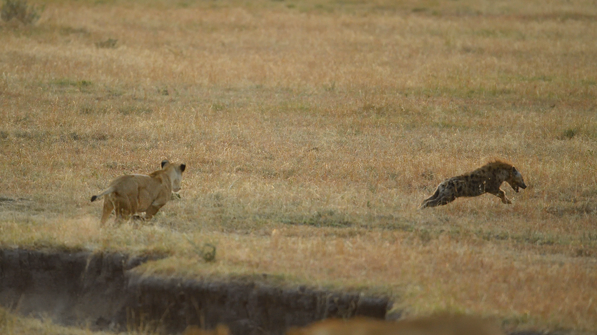 _5RG6326_20180726_065451_2675Masai Mara 2018_3524Masai Mara 2018.jpg