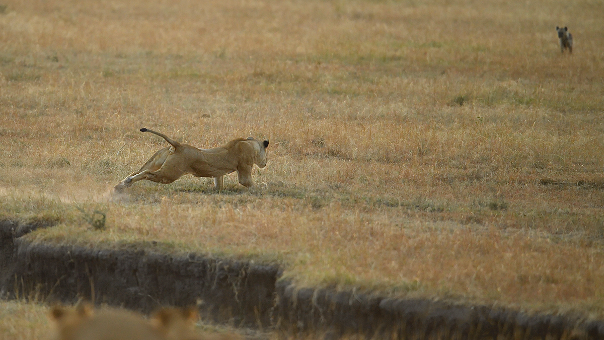 _5RG6330_20180726_065451_2678Masai Mara 2018_3527Masai Mara 2018.jpg