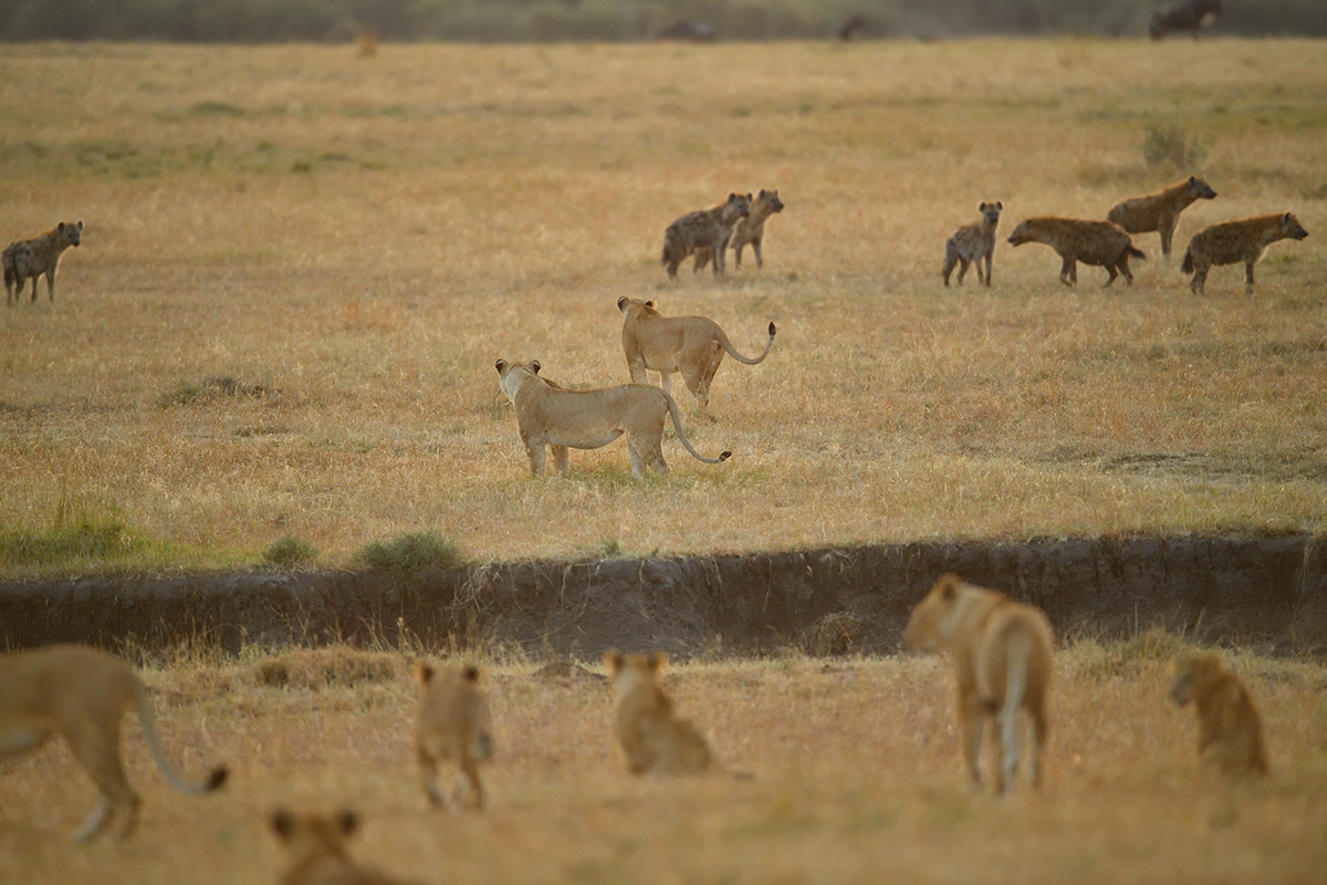 _5RG6355_20180726_065613_2692Masai Mara 2018_3541Masai Mara 2018.jpg