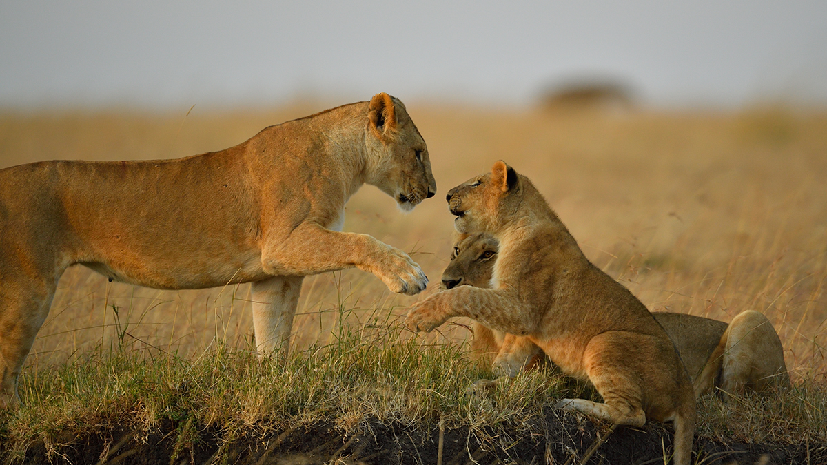 _5RG6380_20180726_070300_2695Masai Mara 2018_3544Masai Mara 2018.jpg
