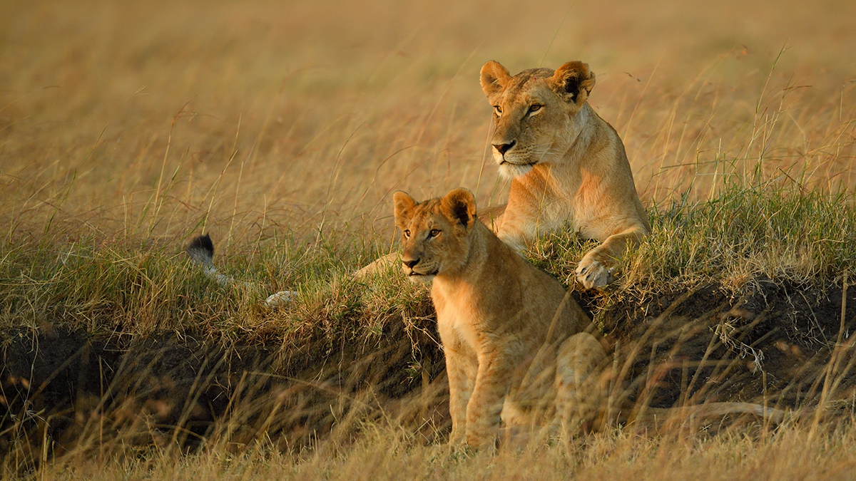 _5RG6446_20180726_070458_2700Masai Mara 2018_3549Masai Mara 2018.jpg