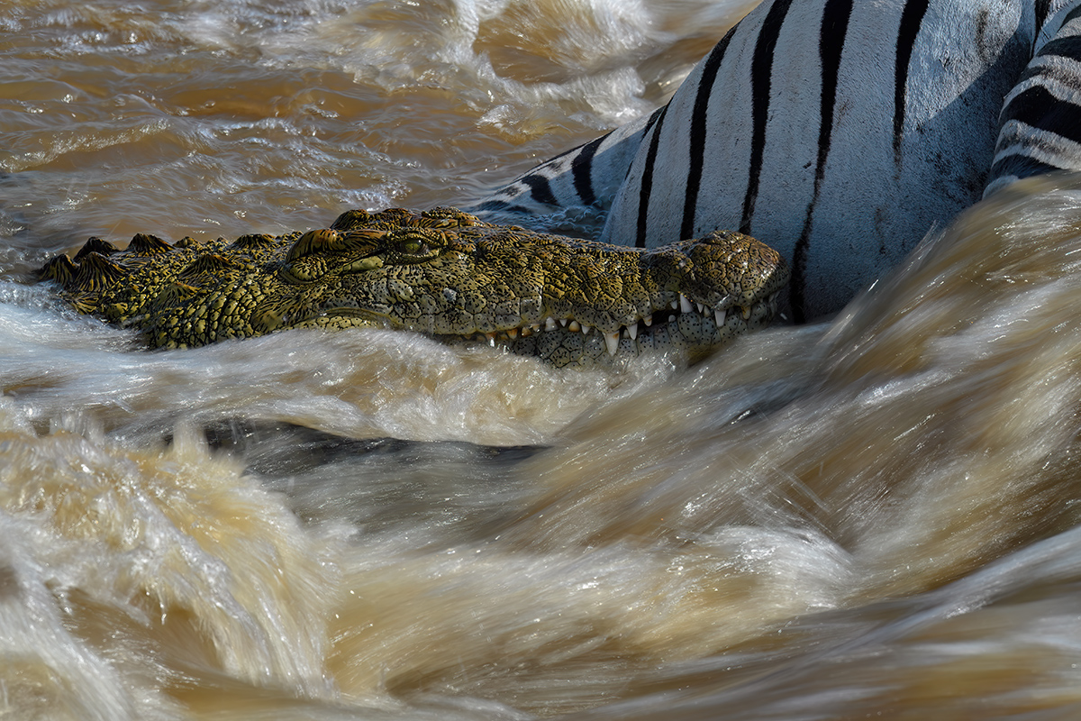 _5RG6464_20180721_160231_651Masai Mara 2018-1200.jpg