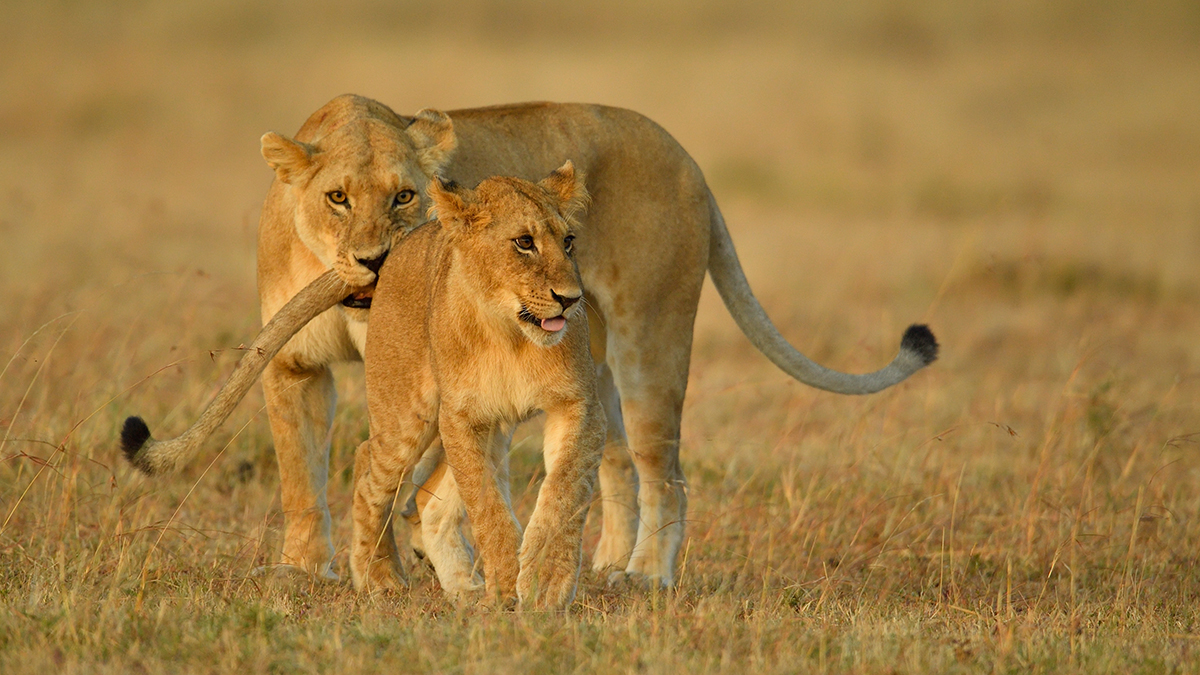 _5RG6486_20180726_070632_2703Masai Mara 2018_3552Masai Mara 2018.jpg