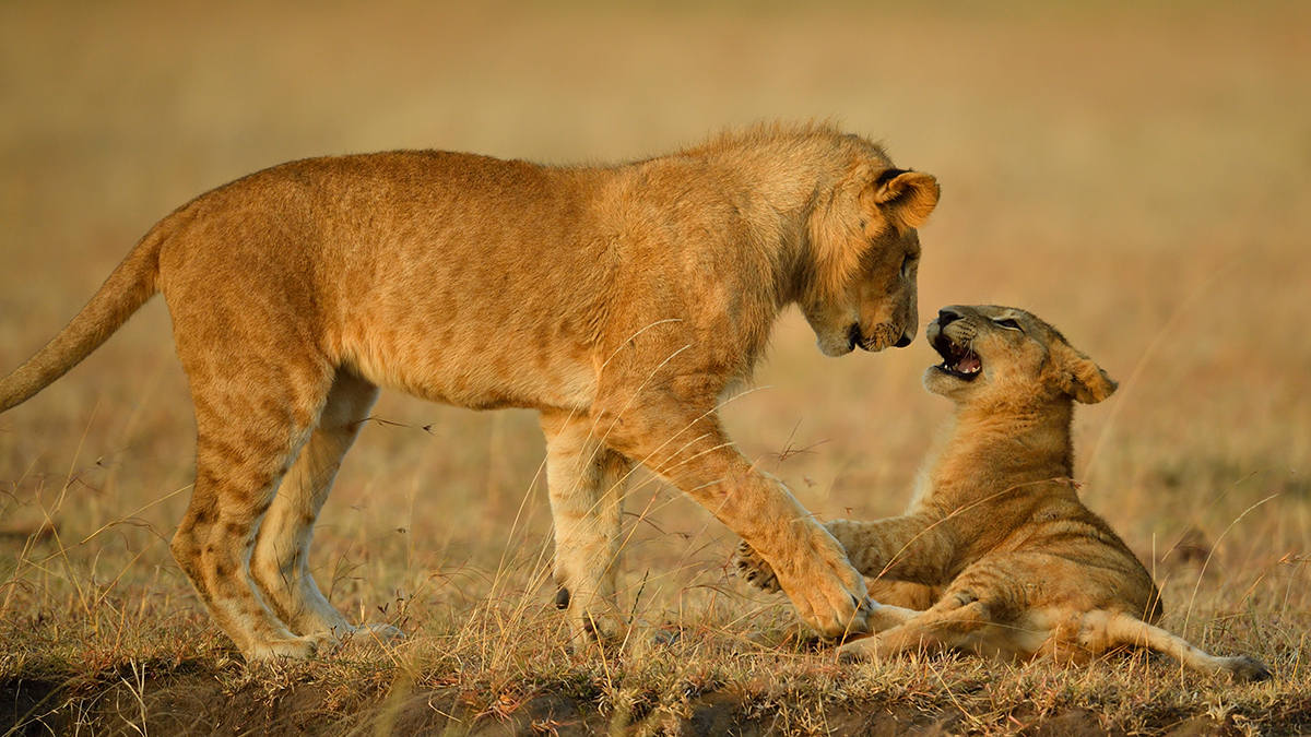 _5RG6520_20180726_070710_2706Masai Mara 2018_3555Masai Mara 2018.jpg