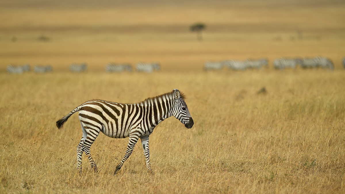 _5RG6533_20180722_092538_1745Masai Mara 2018-1200.jpg