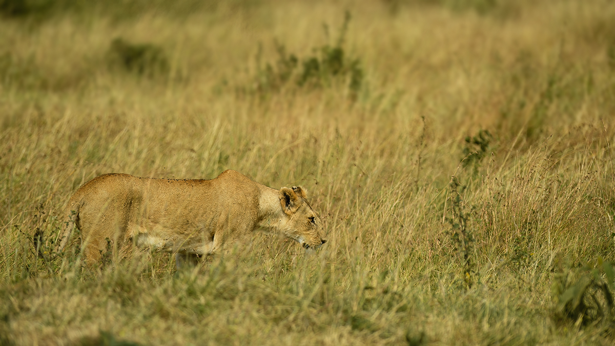 _5RG6539_20180722_100920_1746Masai Mara 2018-1200.jpg