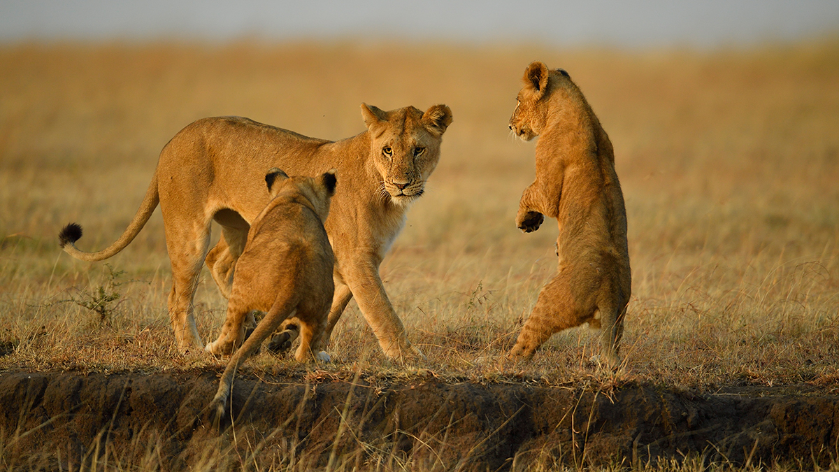 _5RG6594_20180726_070859_2713Masai Mara 2018.jpg