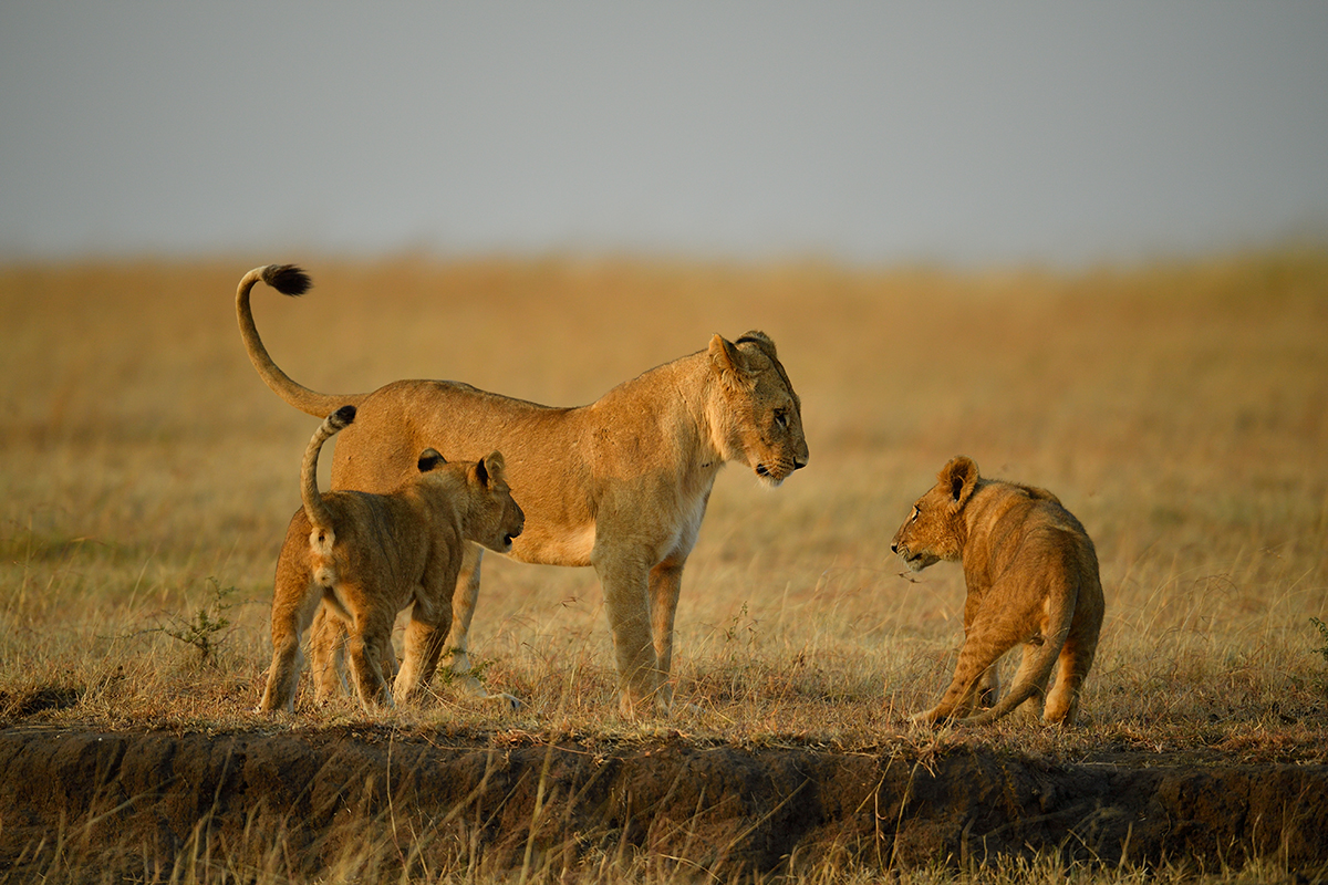 _5RG6600_20180726_070900_2719Masai Mara 2018_3568Masai Mara 2018.jpg